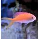 Carberryi Anthias (Nemanthias carberryi)