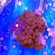 Colony Polyp Zoanthus sp. People eater