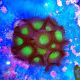 Coral Button Polyp - Giant Green Protopalythoa spp.