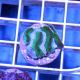 Symphyllia spp
