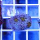 ​Chalice Coral  (Echinophyllia sp.)