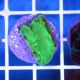 Goniastrea Coral - Aquacultured (Goniastrea sp.)