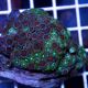 Colony Polyp (Zoanthus sp.)