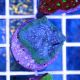 ​Chalice Coral  (Echinophyllia sp.)