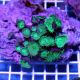 Coral Button Polyp - Giant Green Protopalythoa spp.