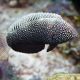 Black (Macropharyngodon negrosensis)