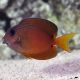 Peste Blue Eye Tang, Ctenochaetus binotatus