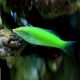 Peste Green Wrasse(Halichoeres chloropterus)