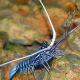 Spiny Lobster Blue (Panulirus Versicolor)