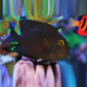 Silver Spot Tang Ctenochaetus Truncatus