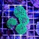 Euphyllia Paraancora Green