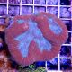 Coral Symphyllia Brain