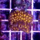 Coral Lepastrea Orange Eye