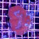 Coral Symphyllia Brain