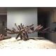 piatra acvariu caribsea-liferock-belize-branch-