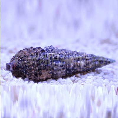 Melc Cerith Snail (Cerithium sp.)