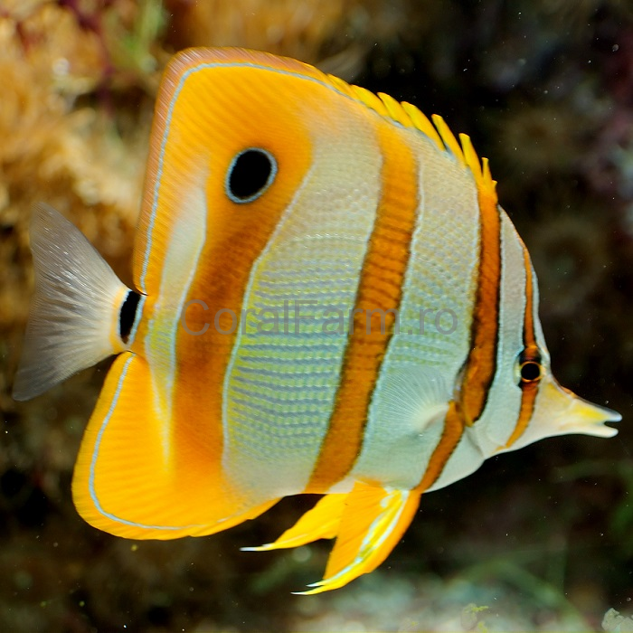 Copperband Butterflyfish (Chelmon Rostratus) M - CoralFarm.ro