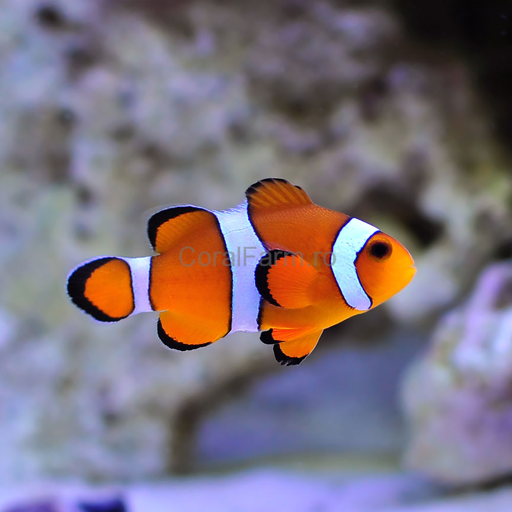 Ocellaris Clownfish Amphiprion Ocellaris M CoralFarm ro